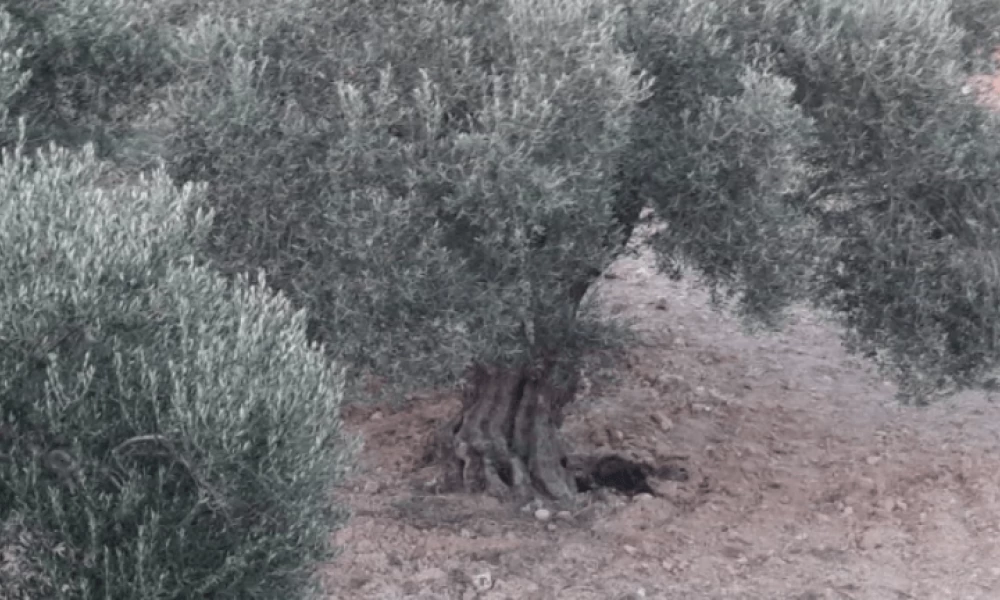 Μεσαρά: Αυτοκτονία το πόρισμα του ιατροδικαστή για τον 20χρονο